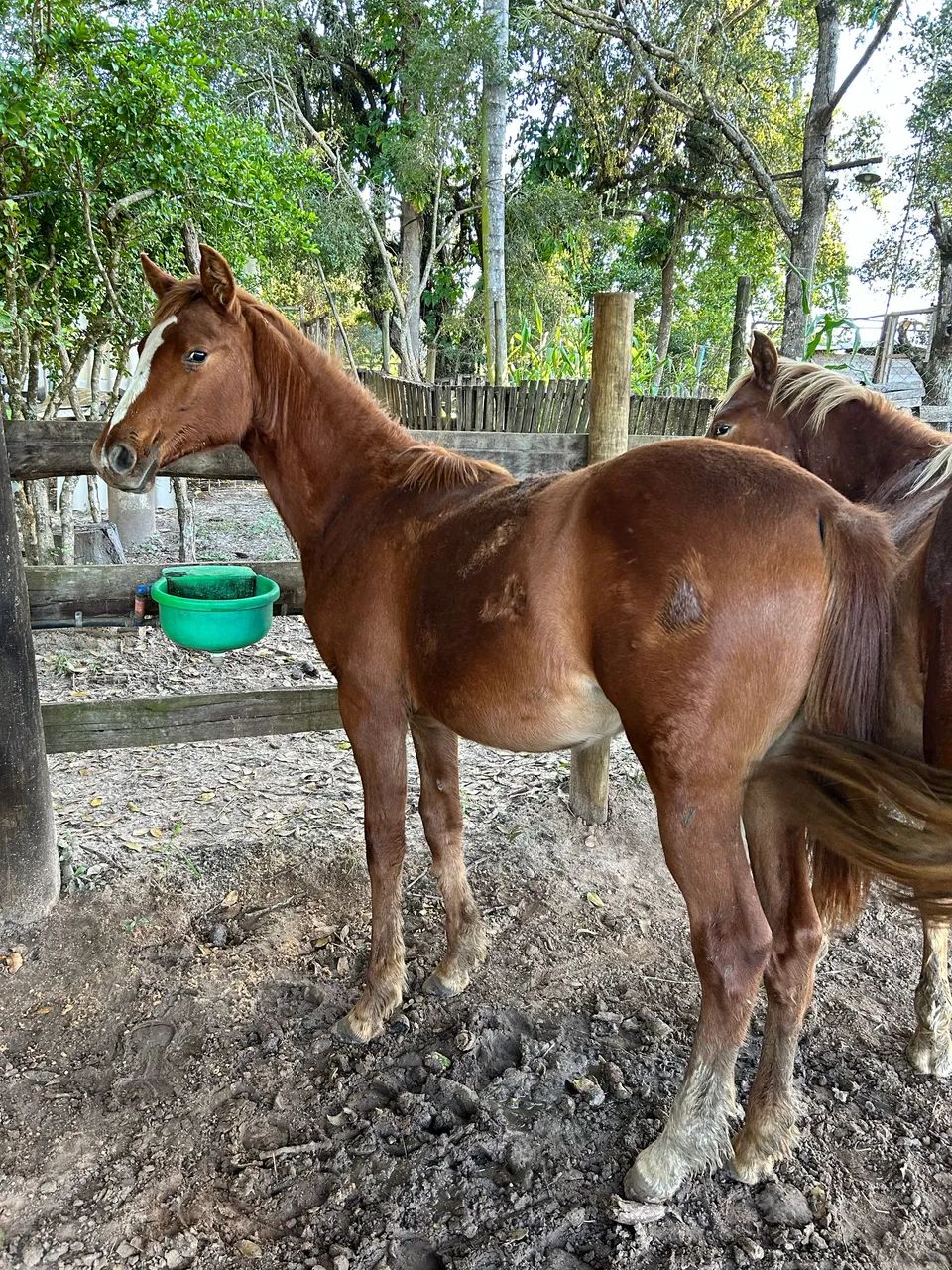 Potranca QM, apenas 7 meses  - Foto 2