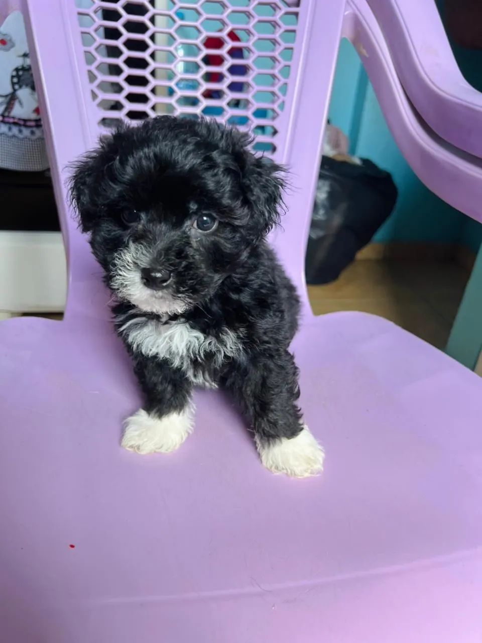 Poodle 600$ - Foto 4