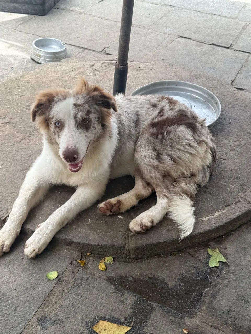 Border collie com pedigree CBKC  - Foto 4
