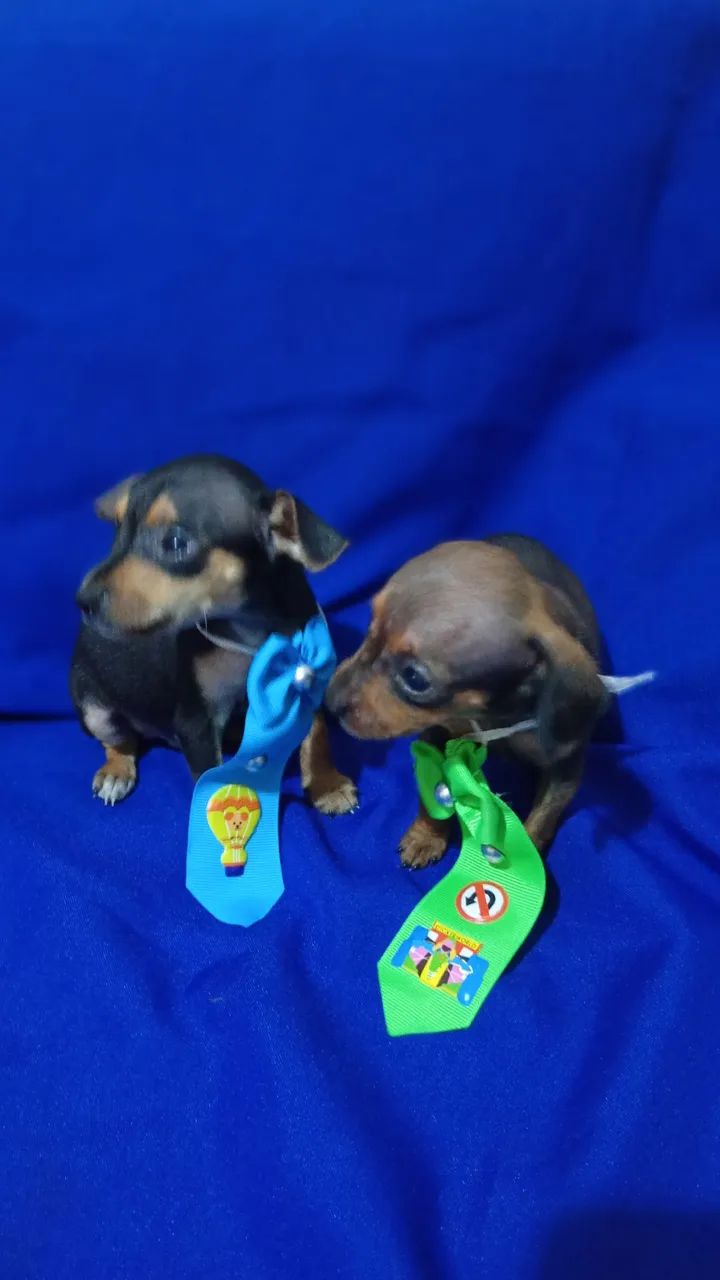 Pinscher - Foto 3