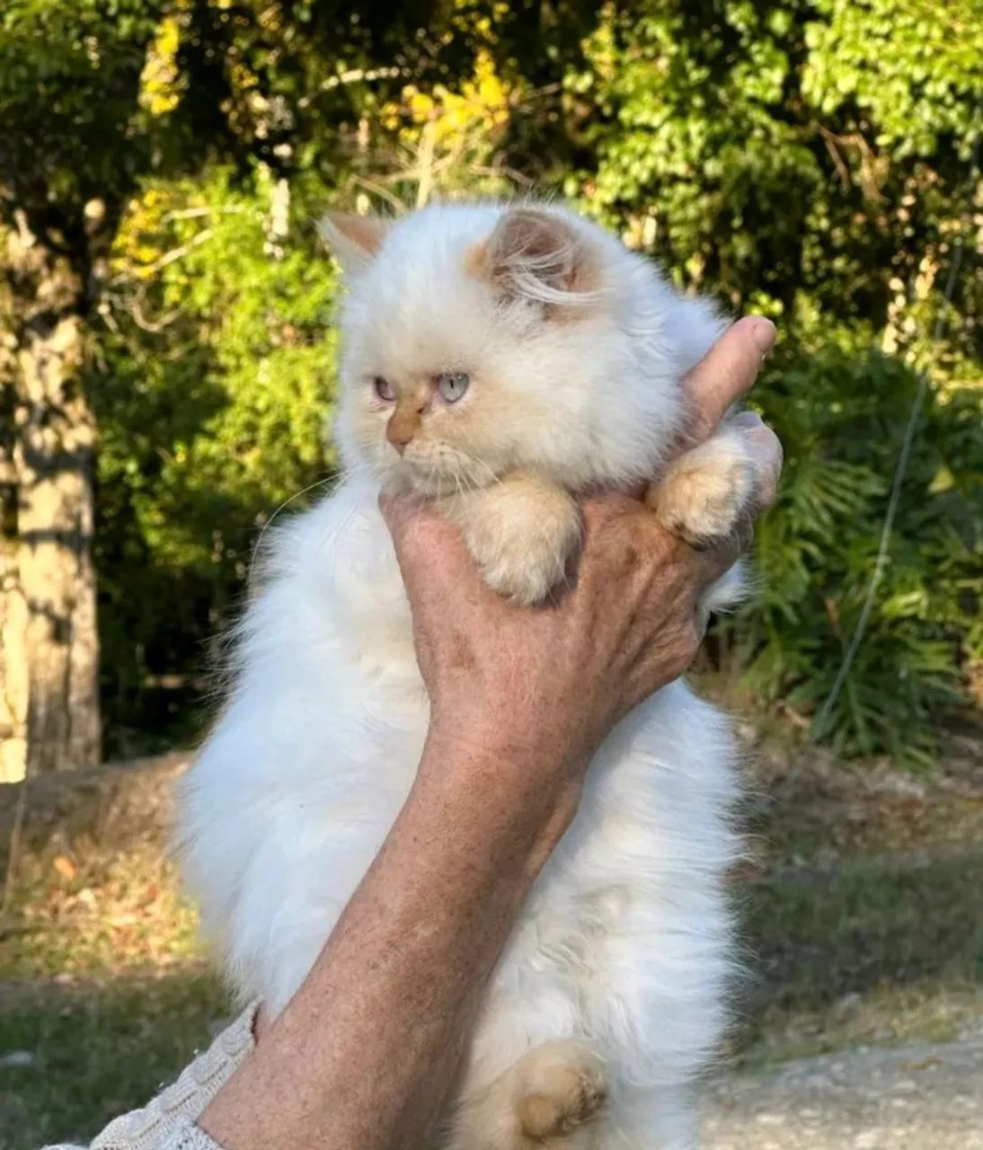 Gata Persa Toda Withe (Branca) - Foto 2