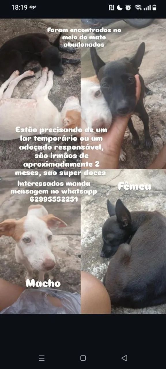 Para adoção ou lar temporário urgente