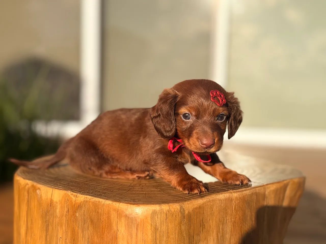 Dachshund pelo longo  - Foto 2