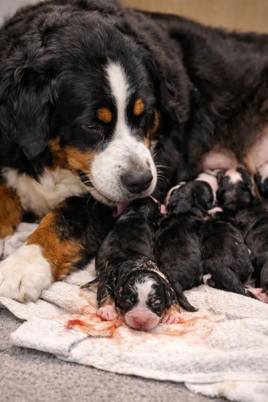 Bernese legítimo 