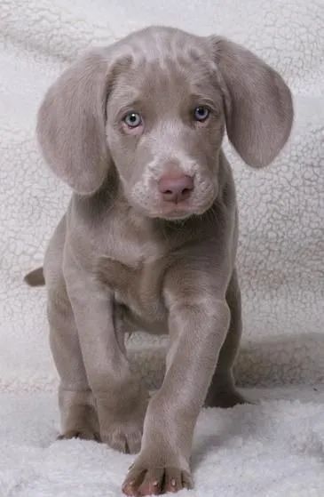 Weimaraner  - Foto 2