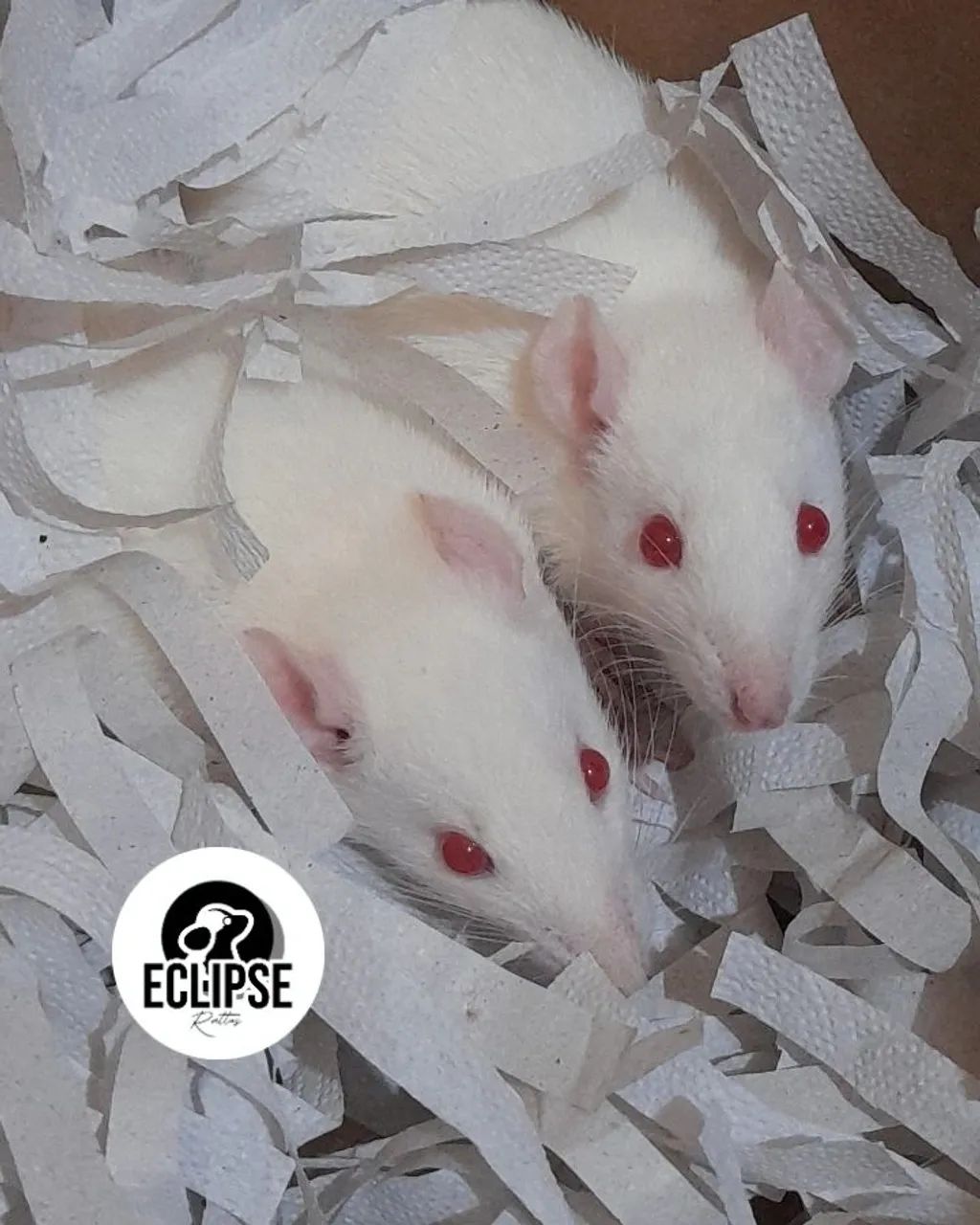 Filhotes de Rato Twister - Dóceis e Saudáveis