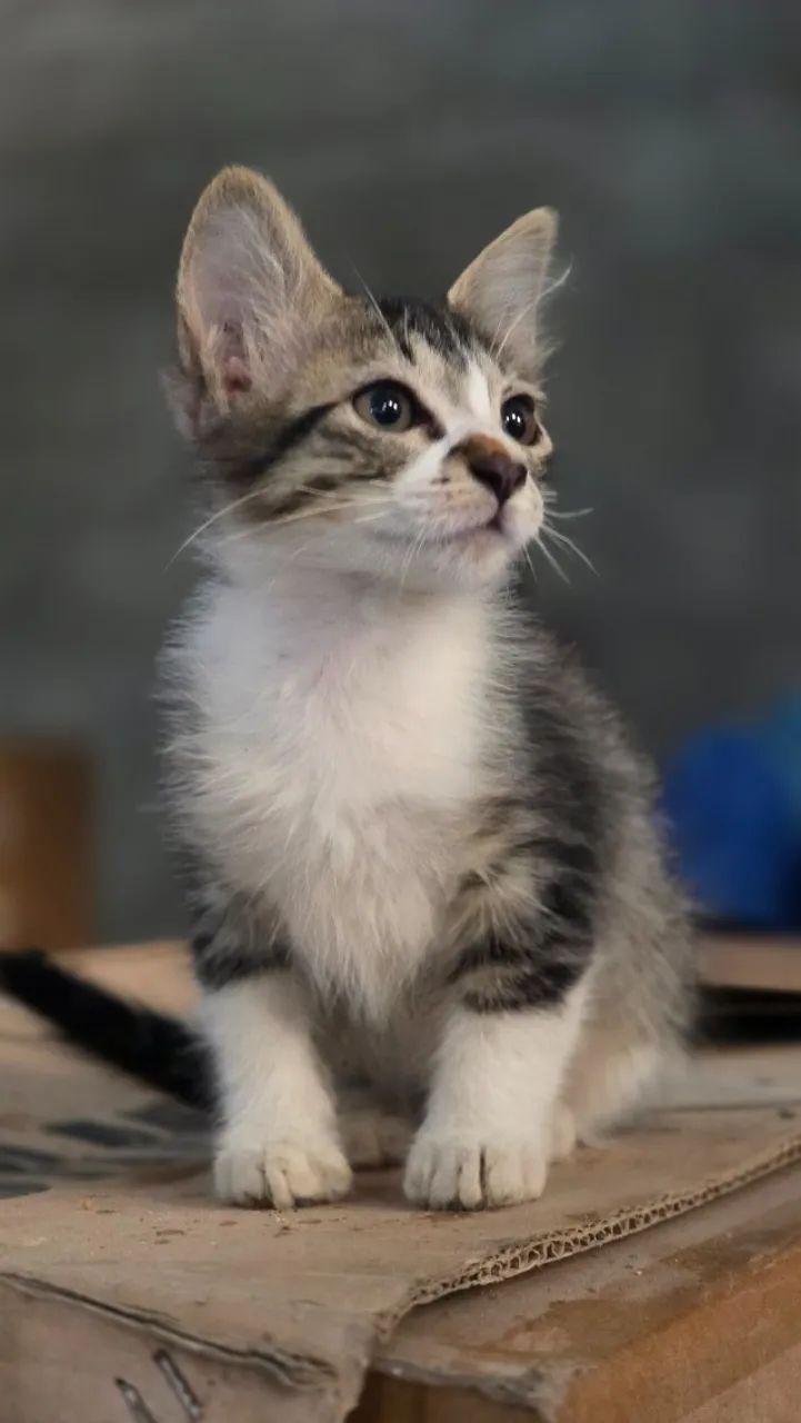 Gato - Foto 3