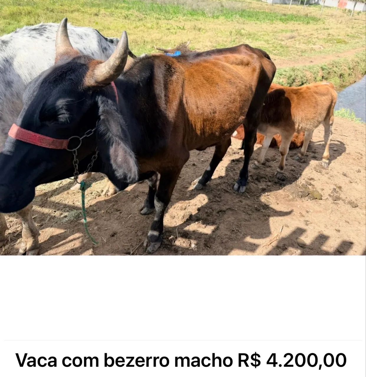 Gado de primeira  - Foto 3