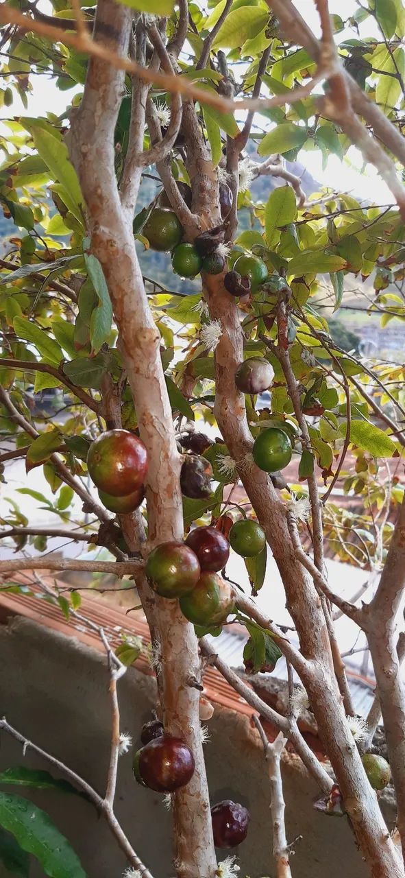 Pé de jaboticaba frutífero  - Foto 4