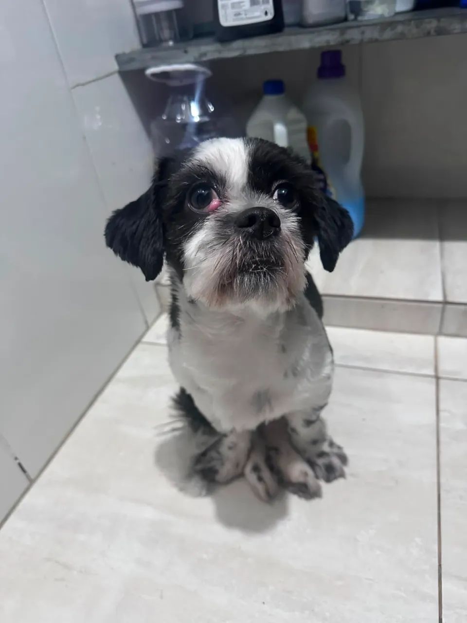 Doaçao shitzu