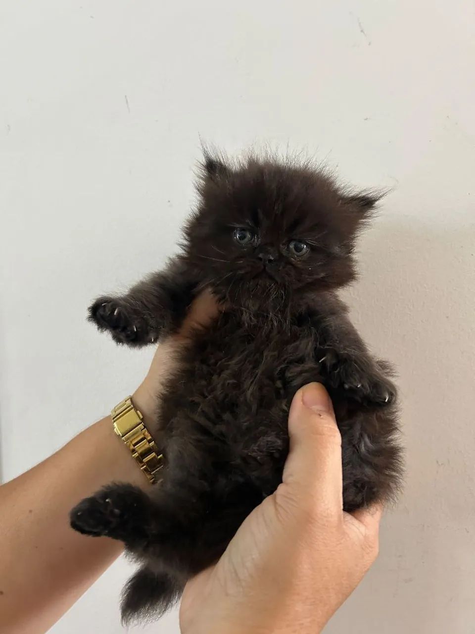 Filhotes de gato persa  - Foto 3