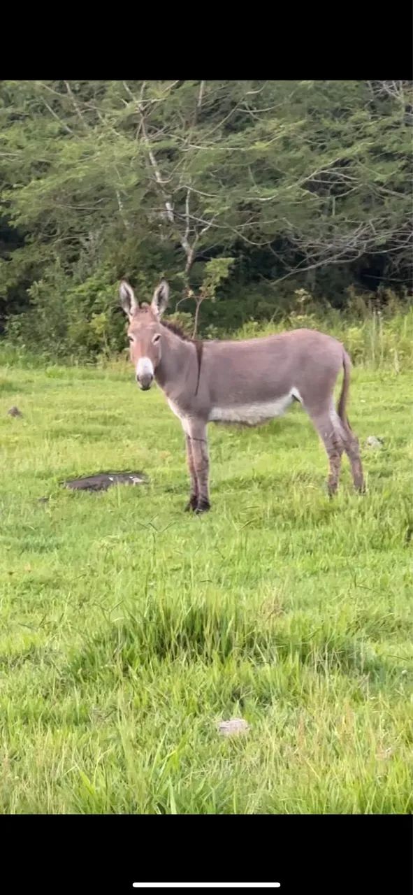 Jumentinha a venda  - Foto 3