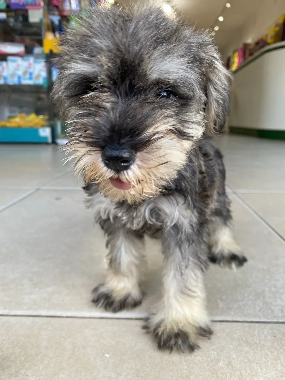 Filhotes de Schnauzer disponíveis  - Foto 4