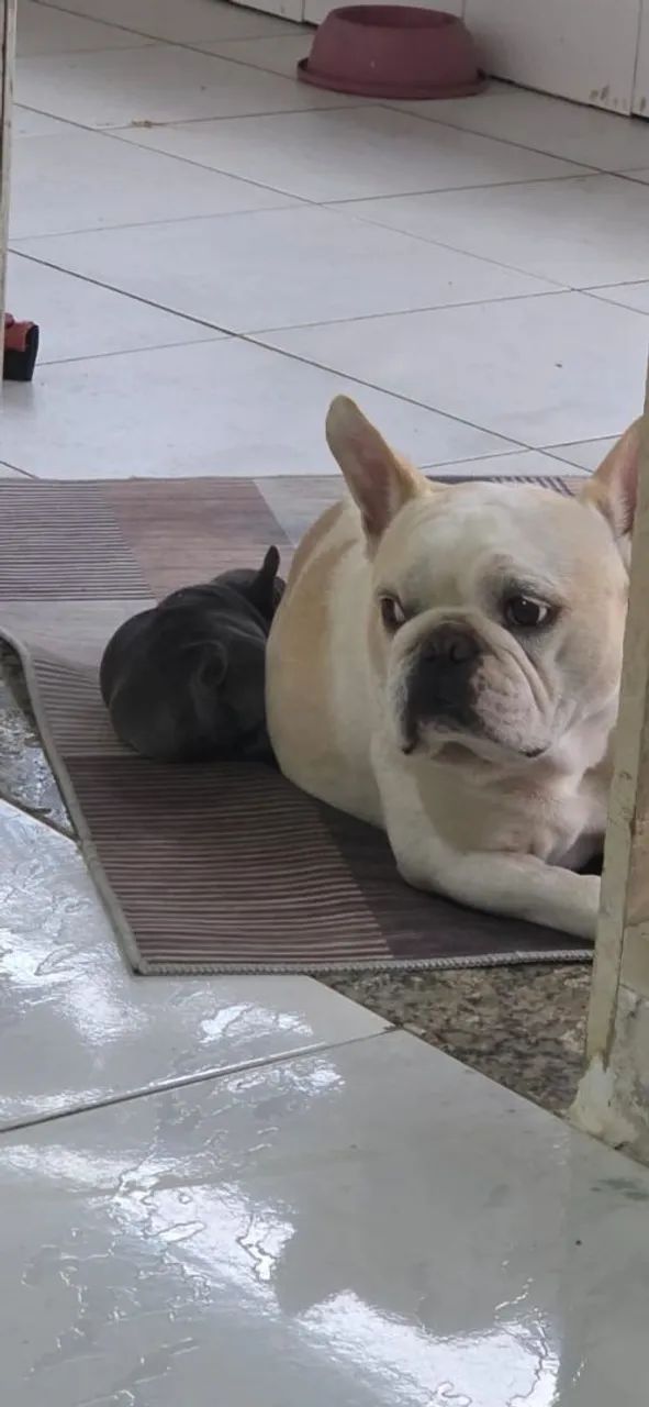 Doando bulldog frances - Foto 4