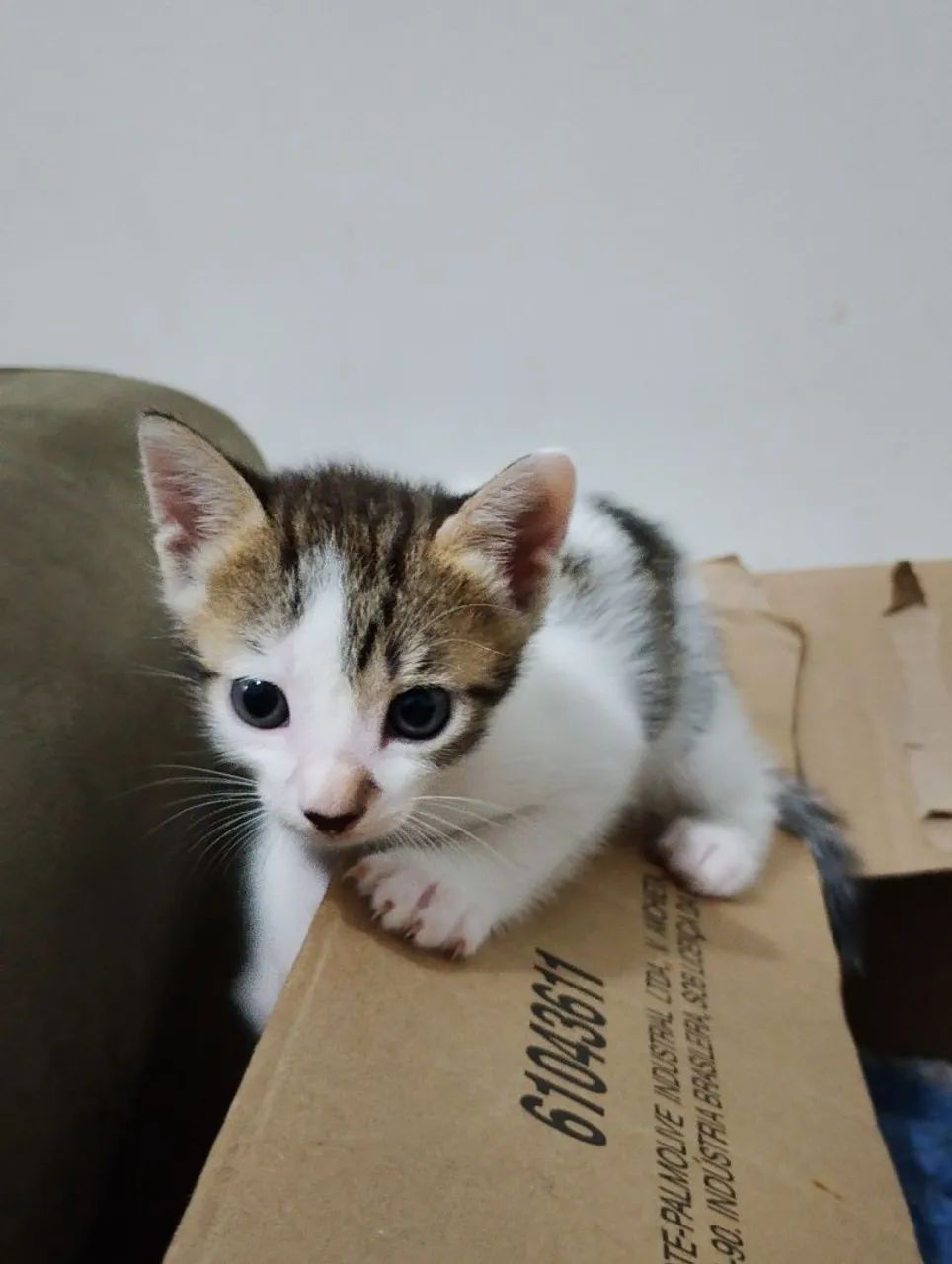 *DOA-SE 5 GATINHOS COM 32 DIAS NO SÃO JORGE * - Foto 4