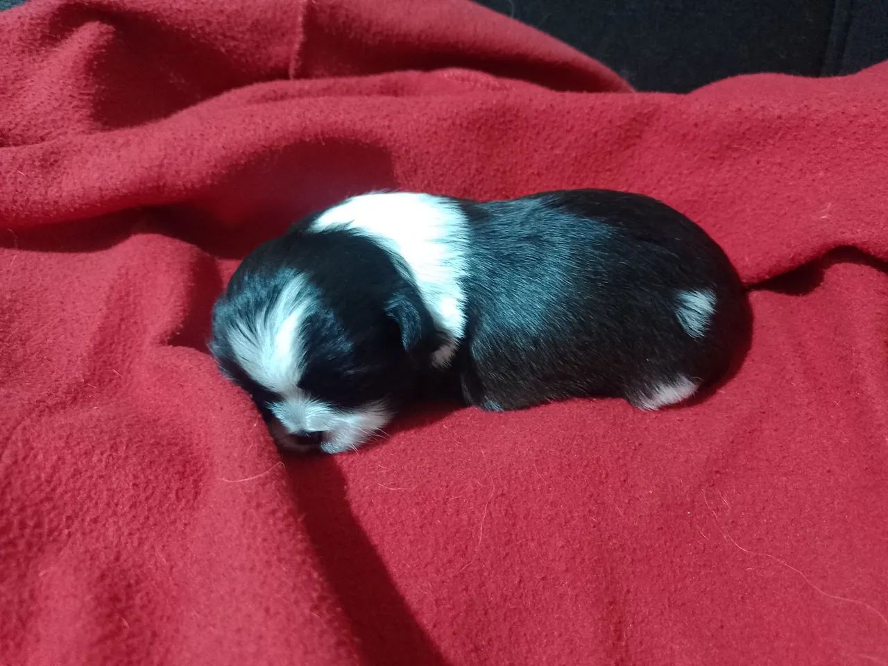Cachorro  - Foto 5