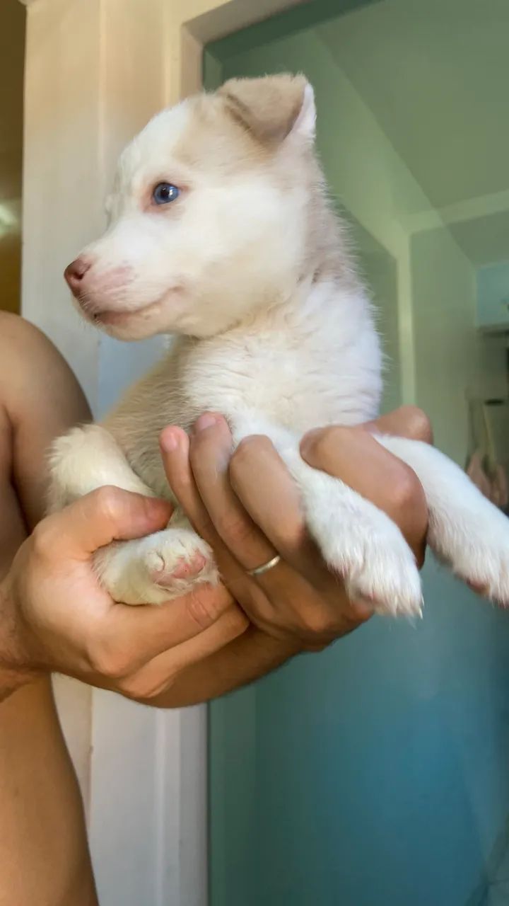 Filhote de Husky (Macho) - Foto 3