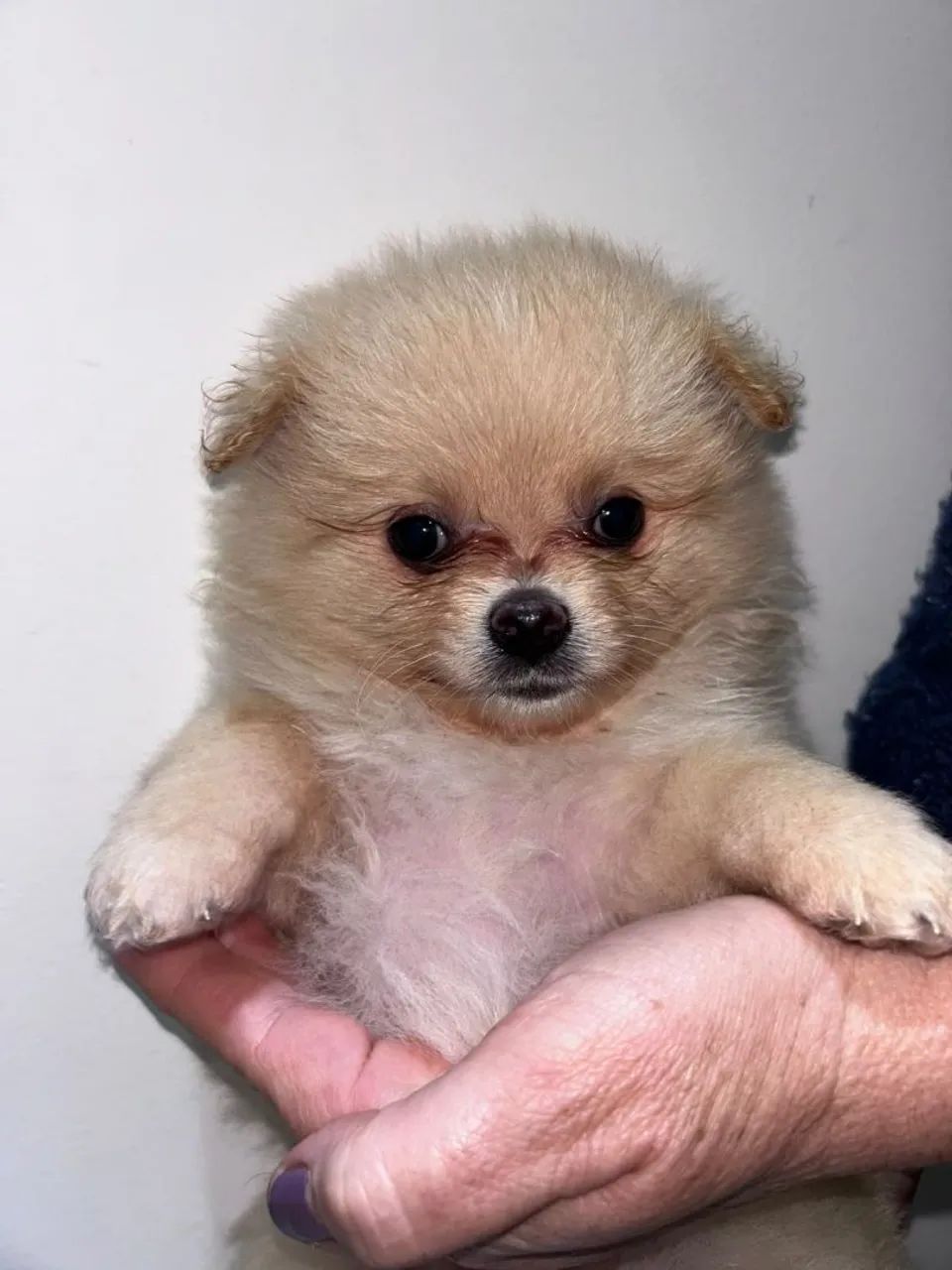 Lulu da pomerania.  3.000 
