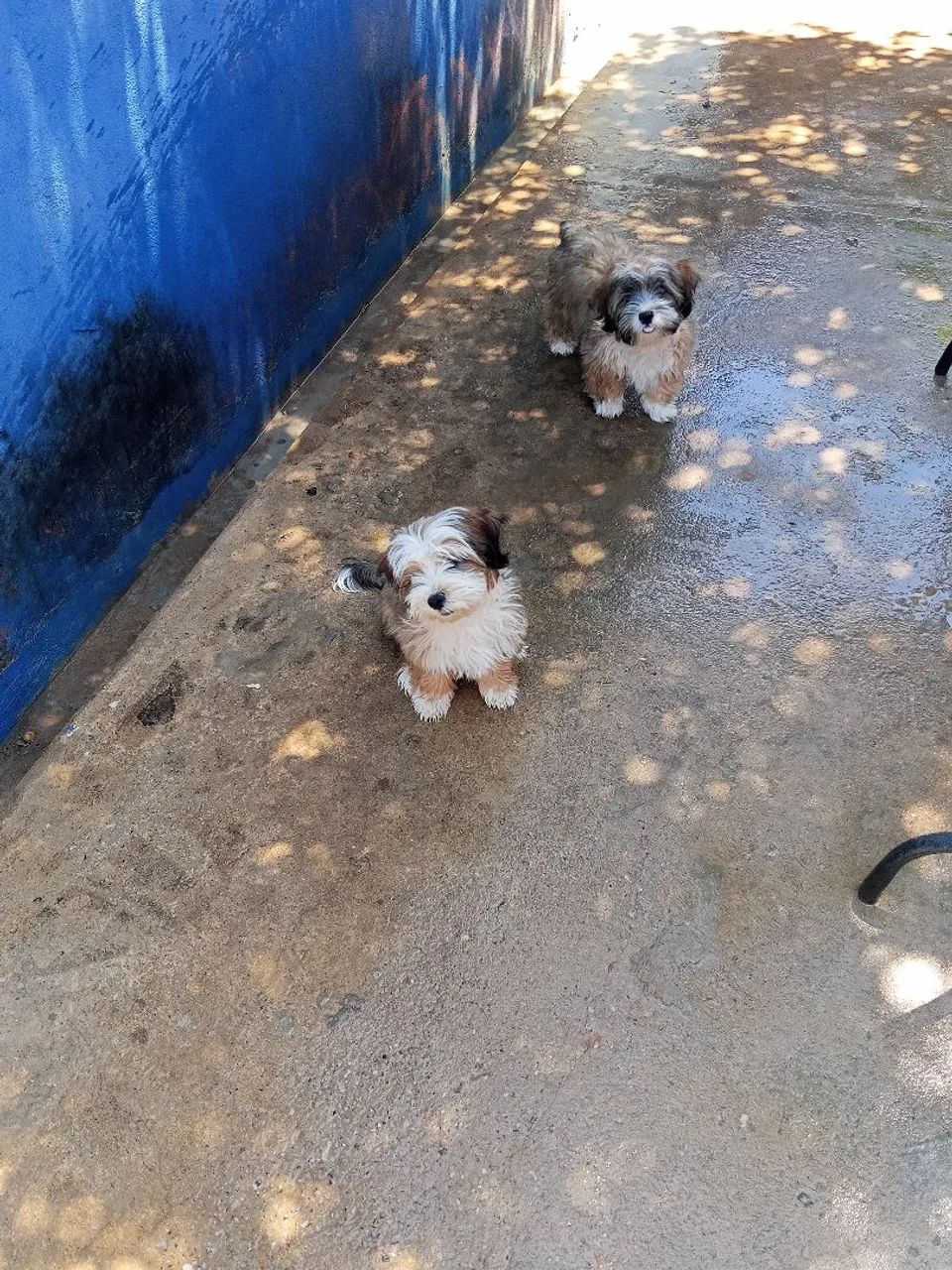 Casal de cachorro  - Foto 2