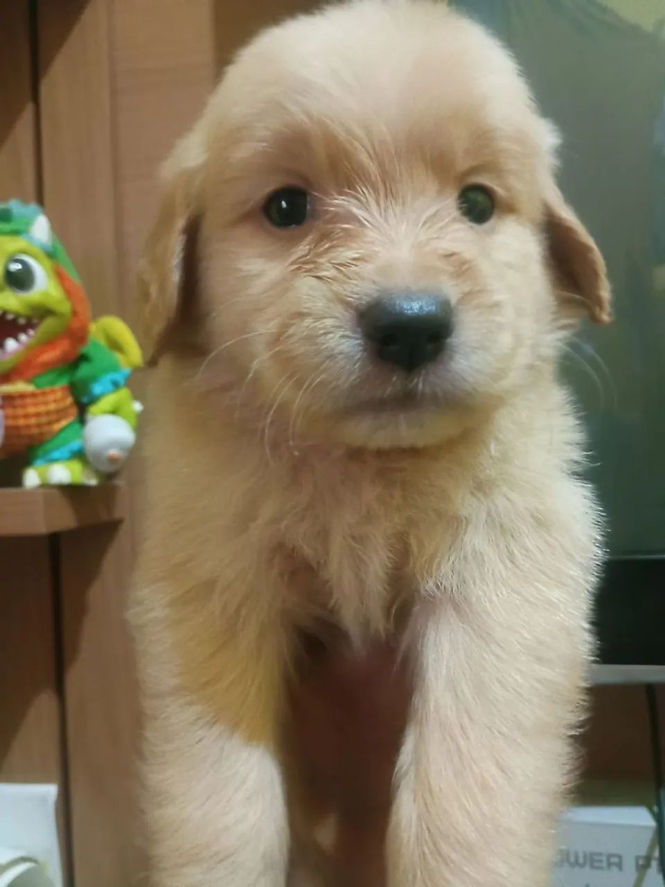 Golden Retriever 