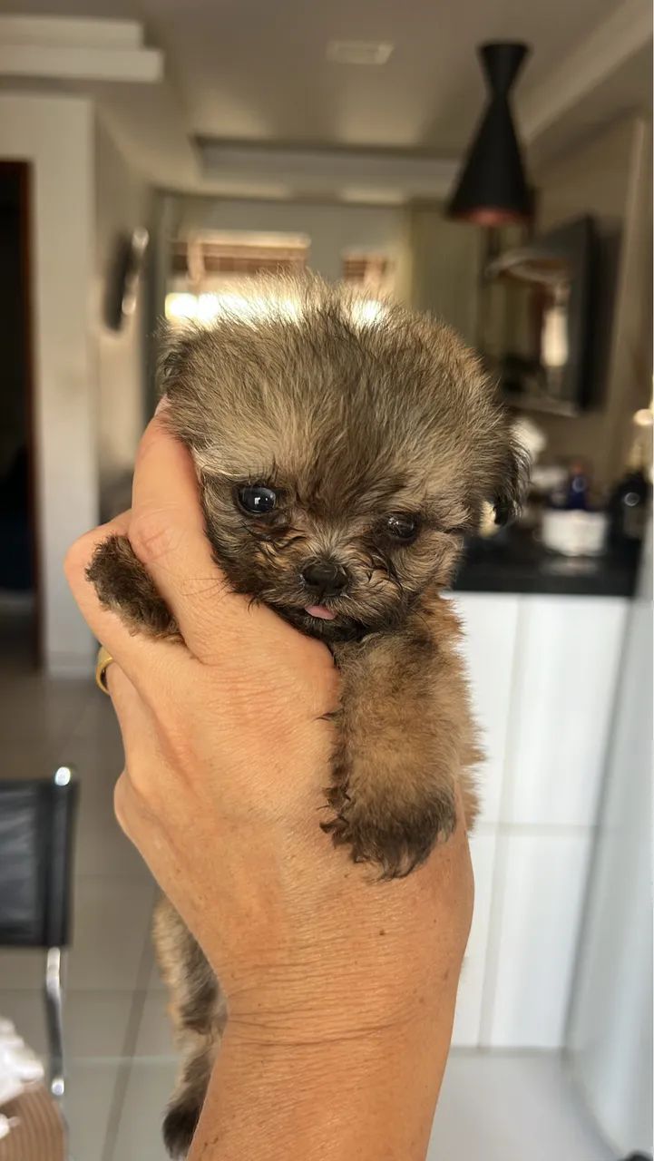 Filhotes lhasa apso - Foto 2