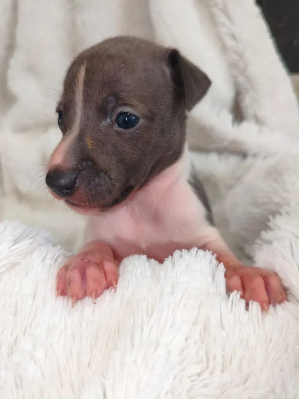 Galgo Italiano - Foto 2