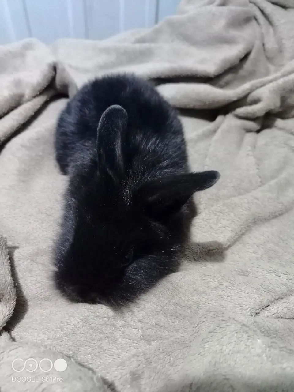 Coelhos de estimação  - Foto 5