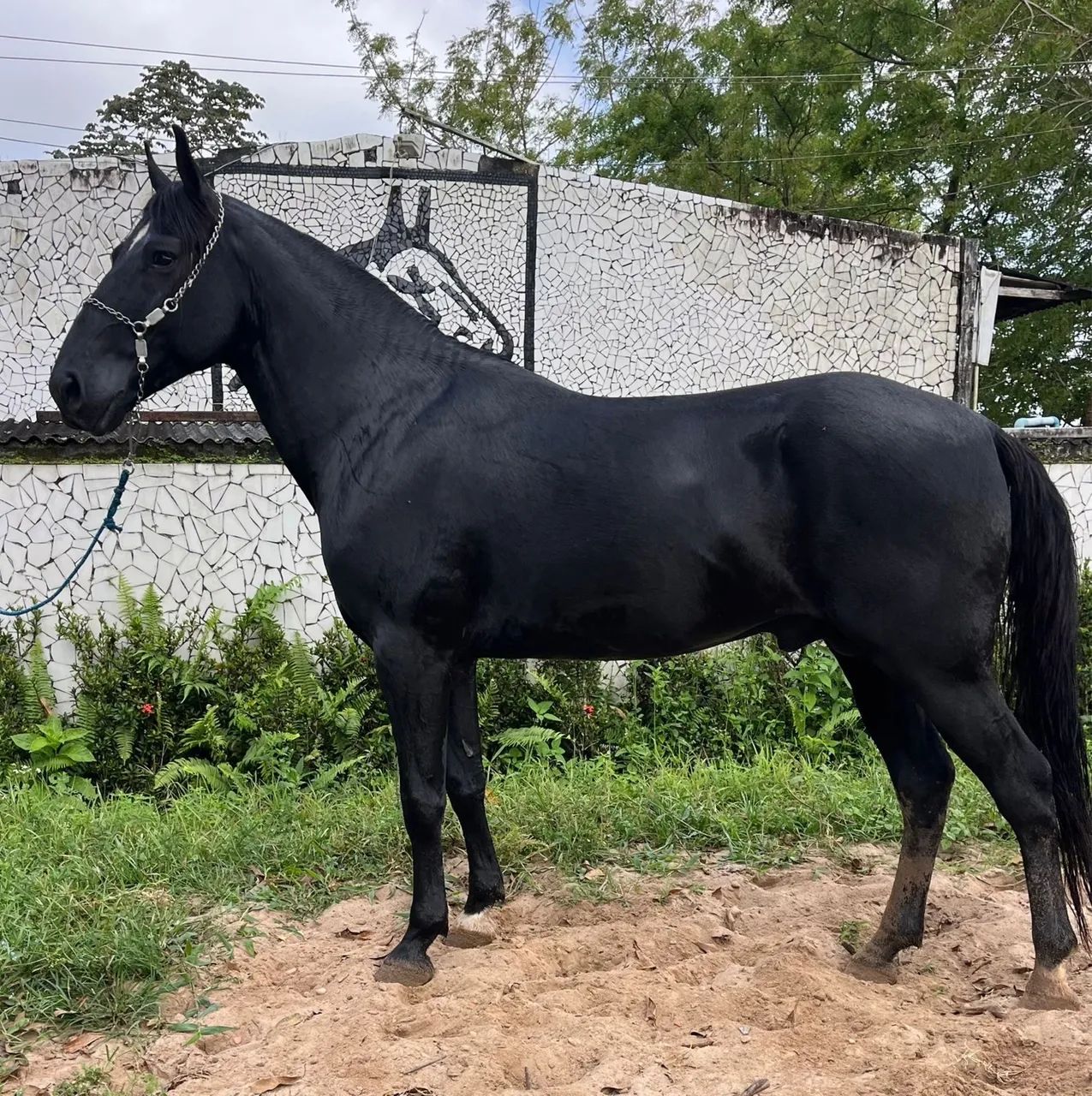 Cavalo Preto Marcha Picada