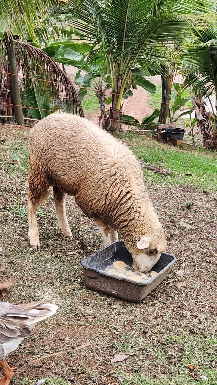 Carneiro (Ovelha Macho ) - Foto 4