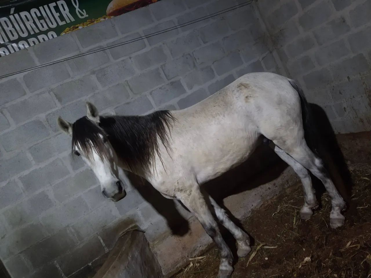 Cavalo  - Foto 2