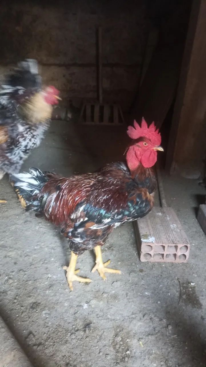 Galos e galinhas caipiras - Foto 3