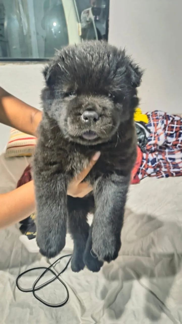 Vendo filhote da raça Chow Chow  - Foto 3