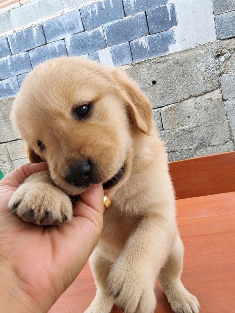Golden Retriever  - Foto 5