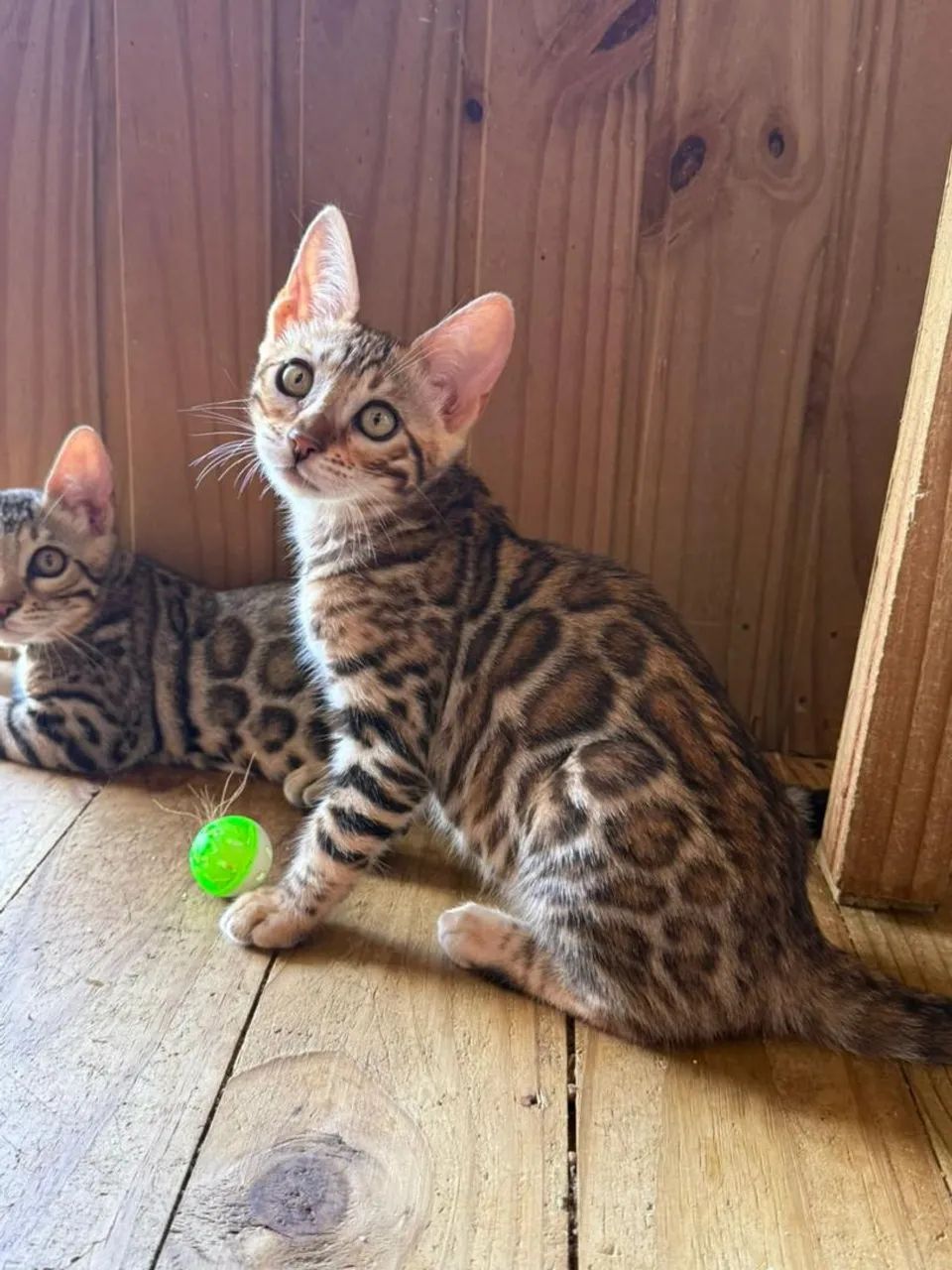 Gato  Bengal  - Foto 6