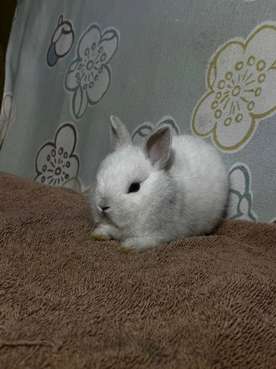 Vendo coelho Netherleand anão  - Foto 2