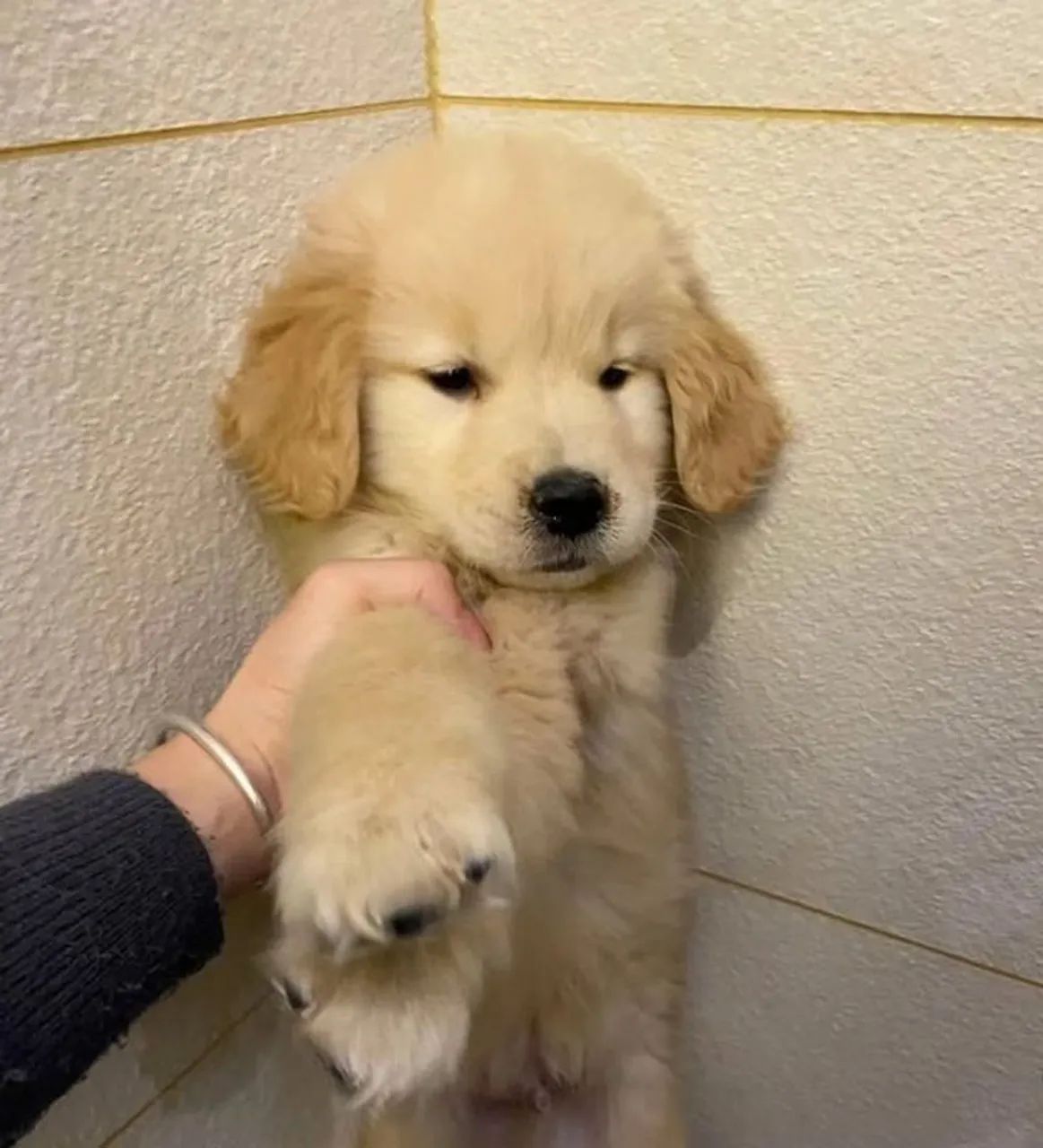 Golden 