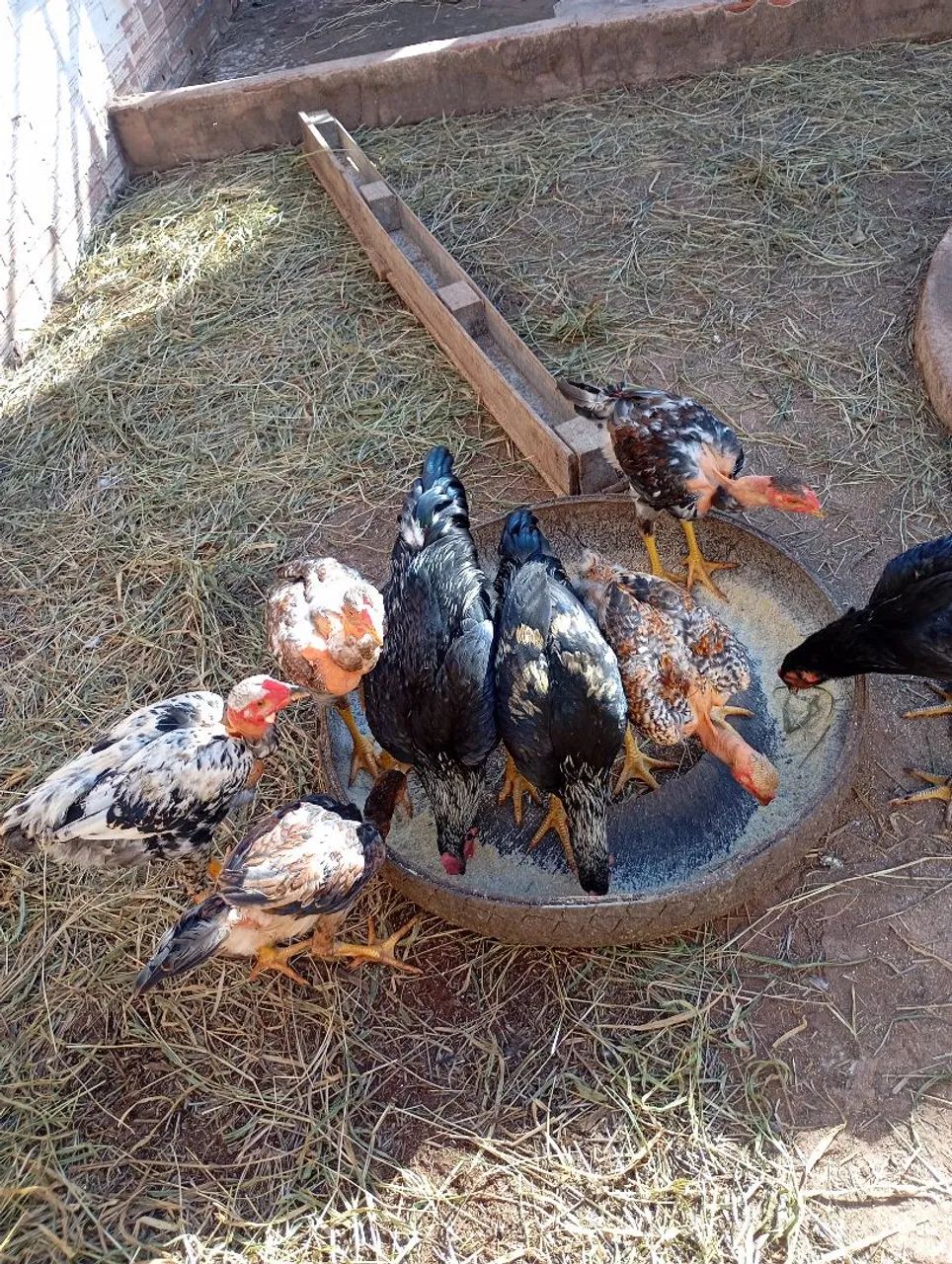 Frango caipira 
