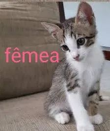 Gatos  pra adoção 
