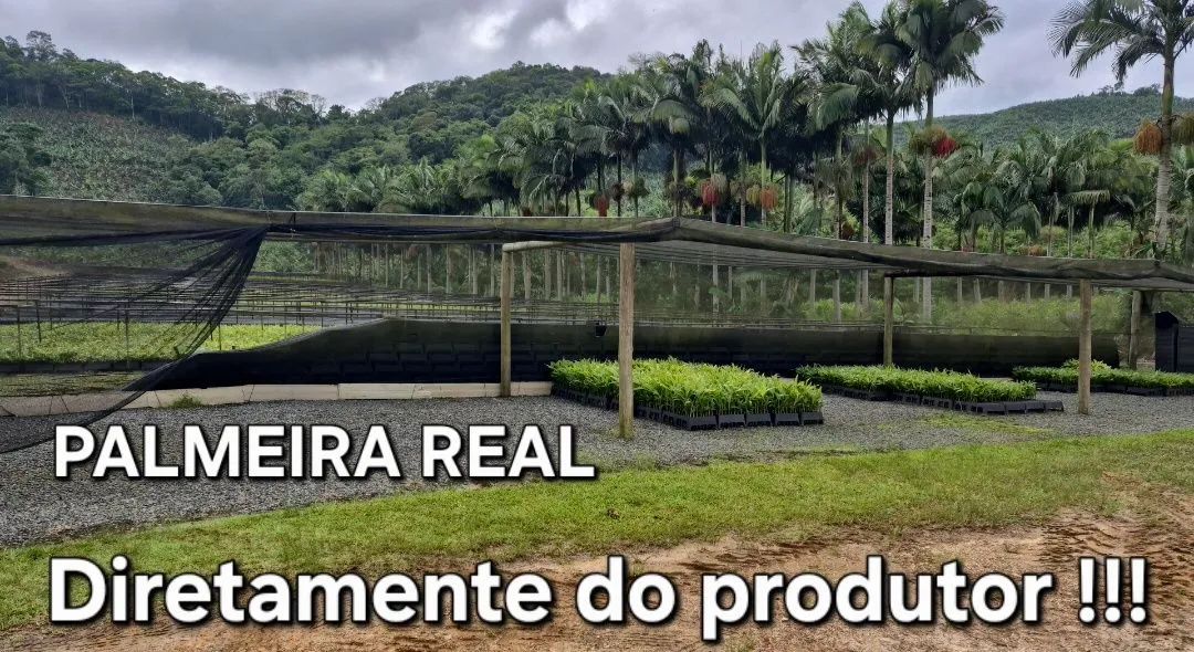 Mudas de Palmeira Real no atacado !!! - Foto 3