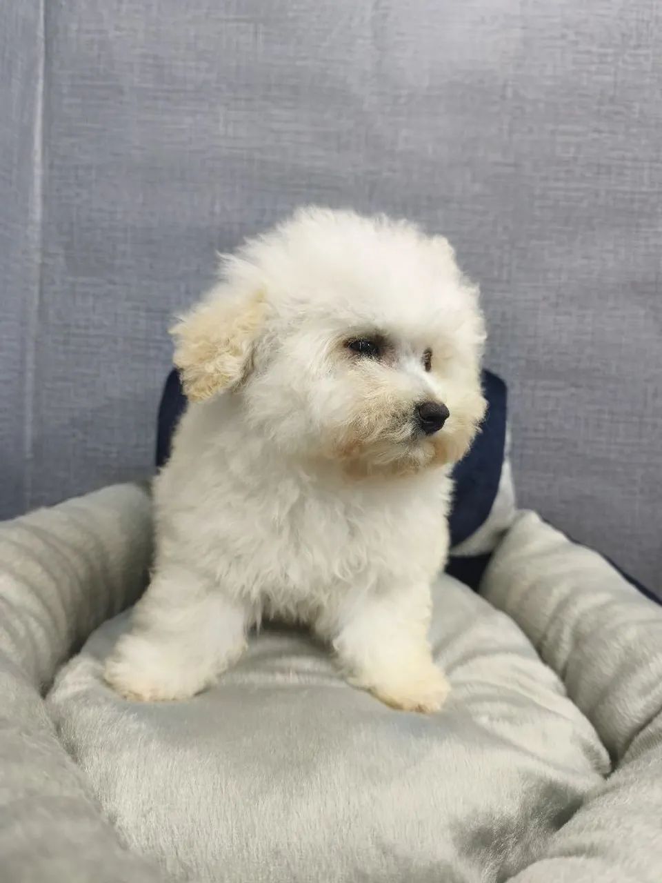 Poodle macho  - Foto 2