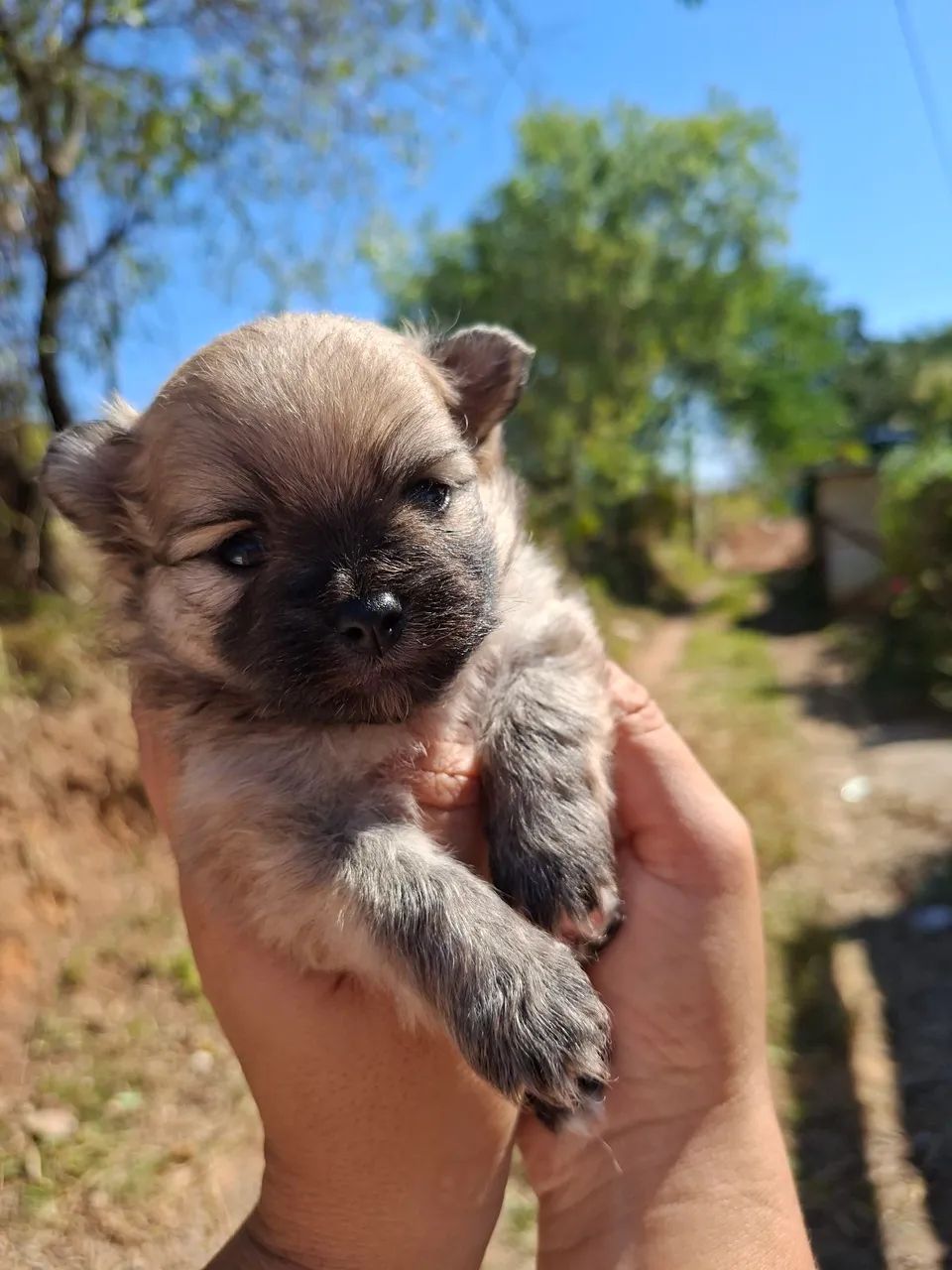 Spitz (Lulu) - Foto 4