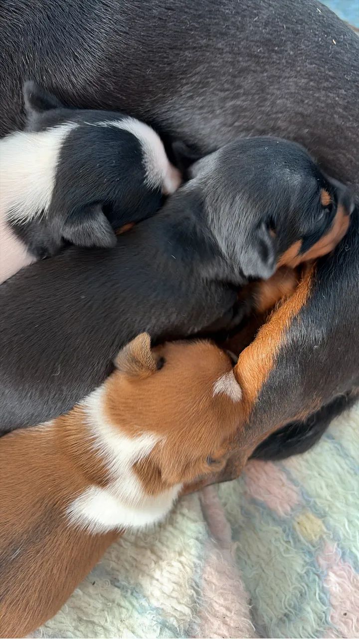 pinscher MACHO  - Foto 2