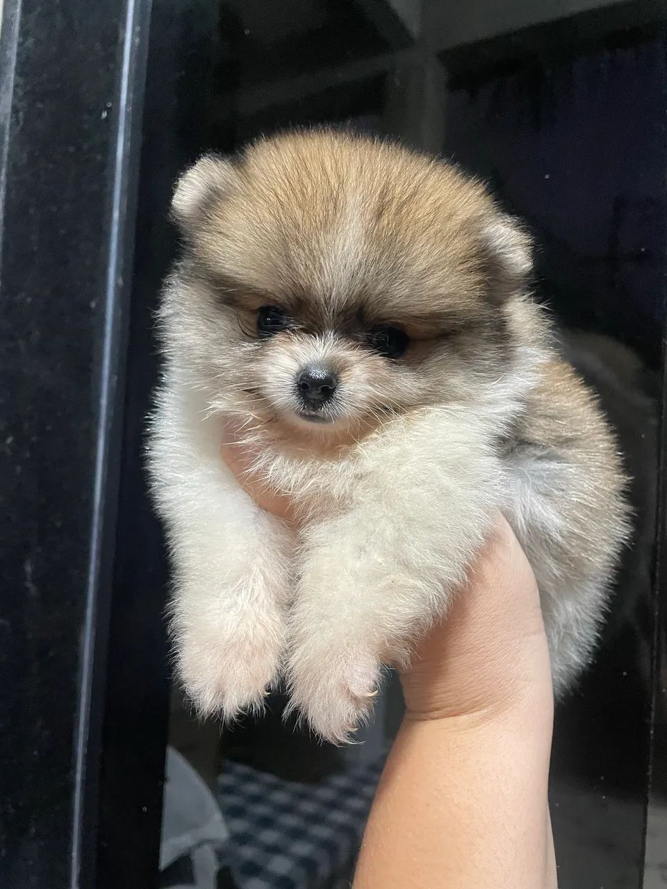 Cachorro