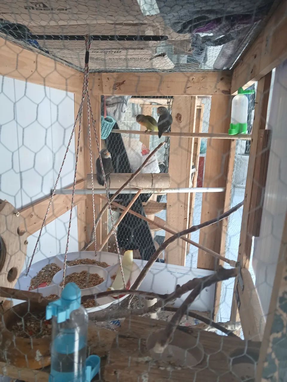 Gaiola, são novinhos - Foto 3