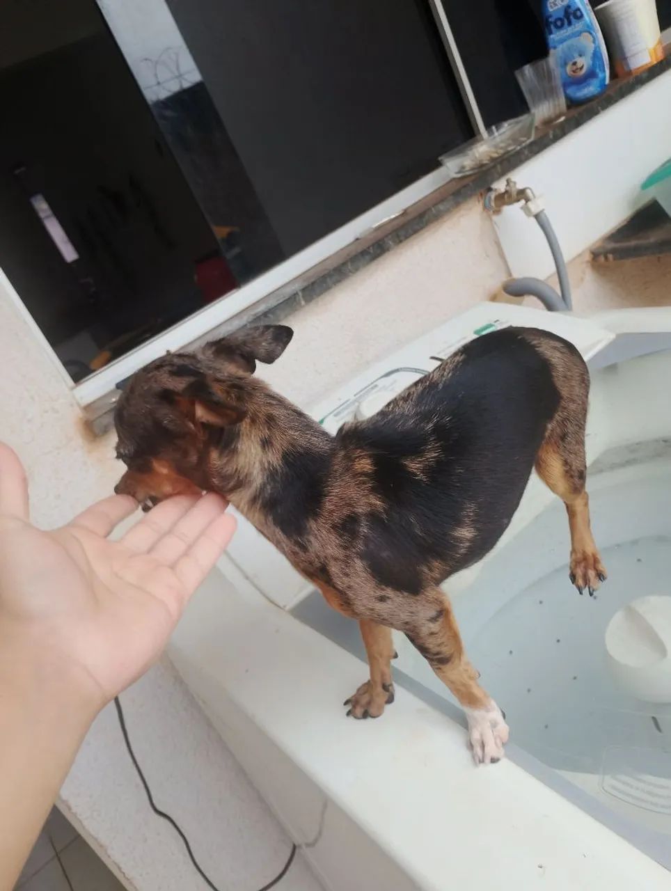 Pinscher 0 - Foto 3