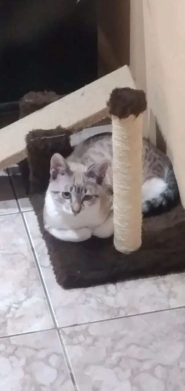 Gatos - Foto 2