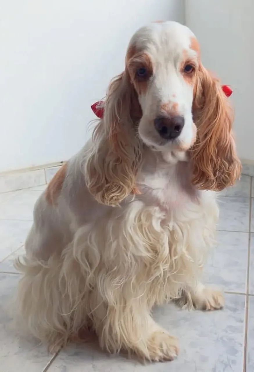 COCKER SPANIEL INGLÊS CANIL - Foto 2
