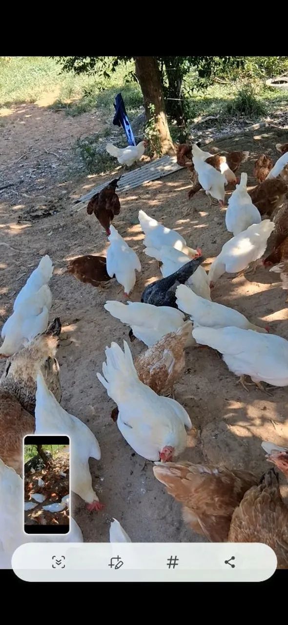 Frangas poedeira  - Foto 3