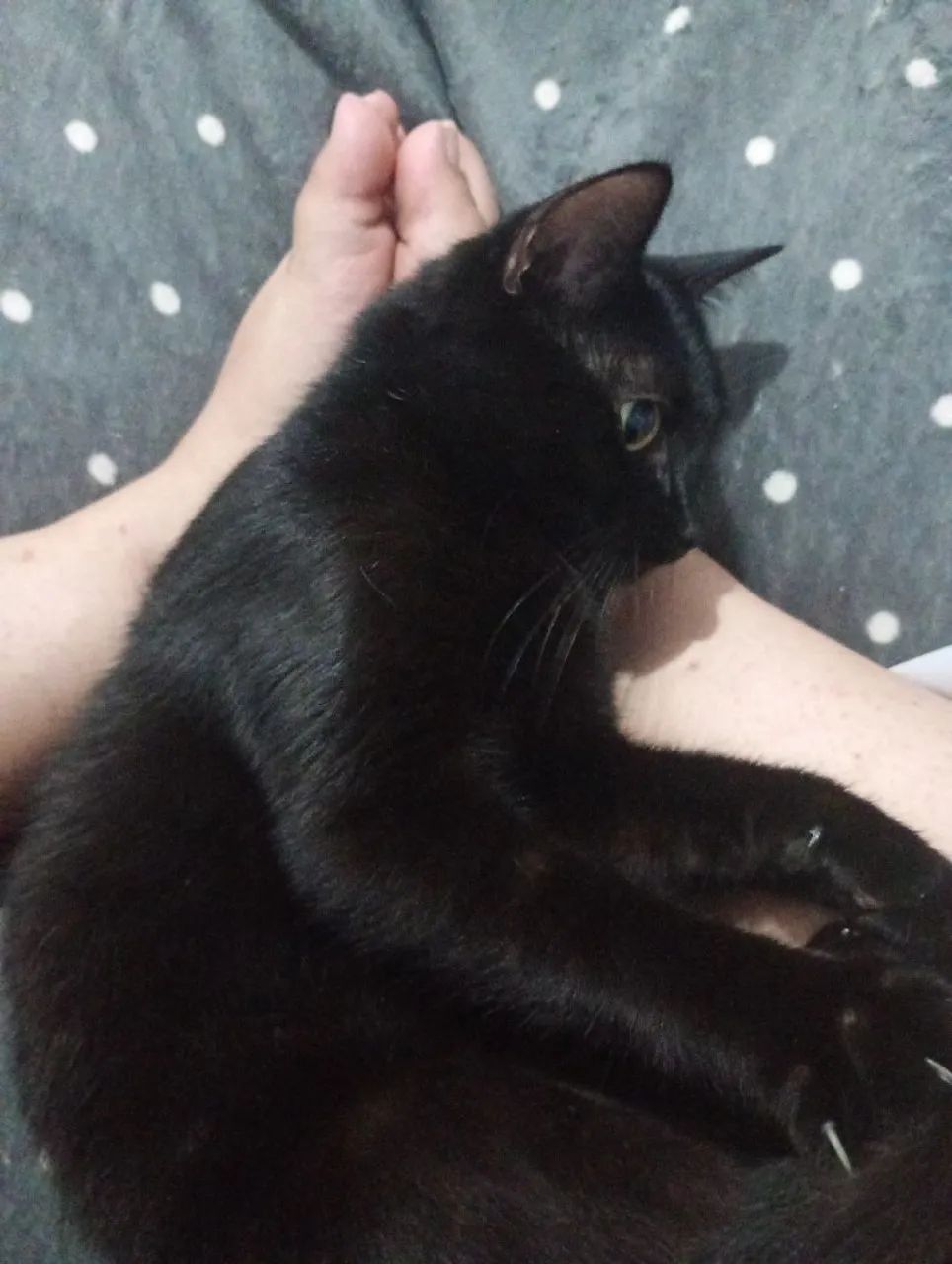Adoção responsável  - Foto 2