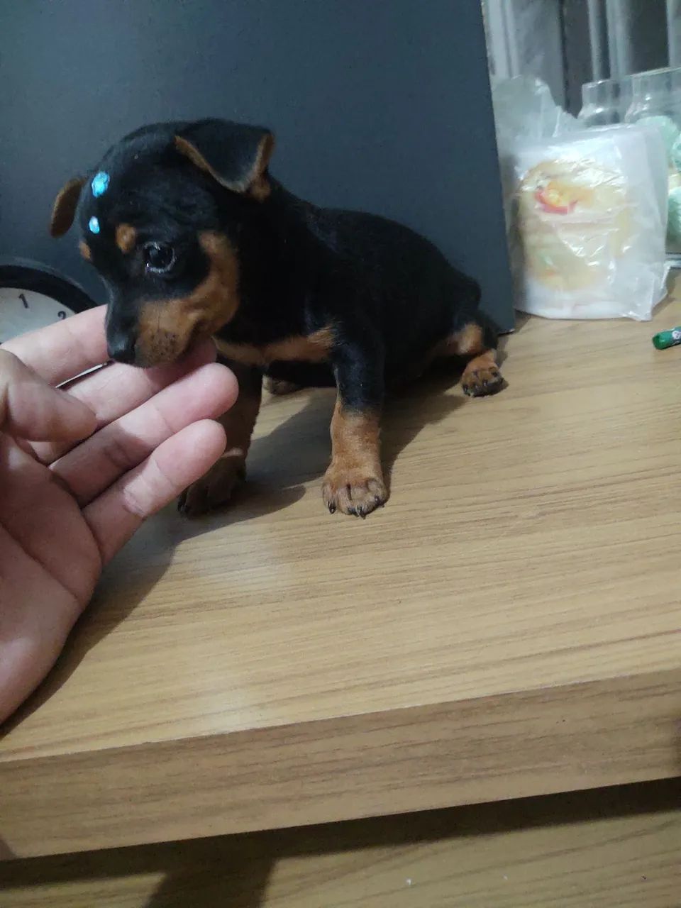 Pinscher  fêmea  - Foto 2